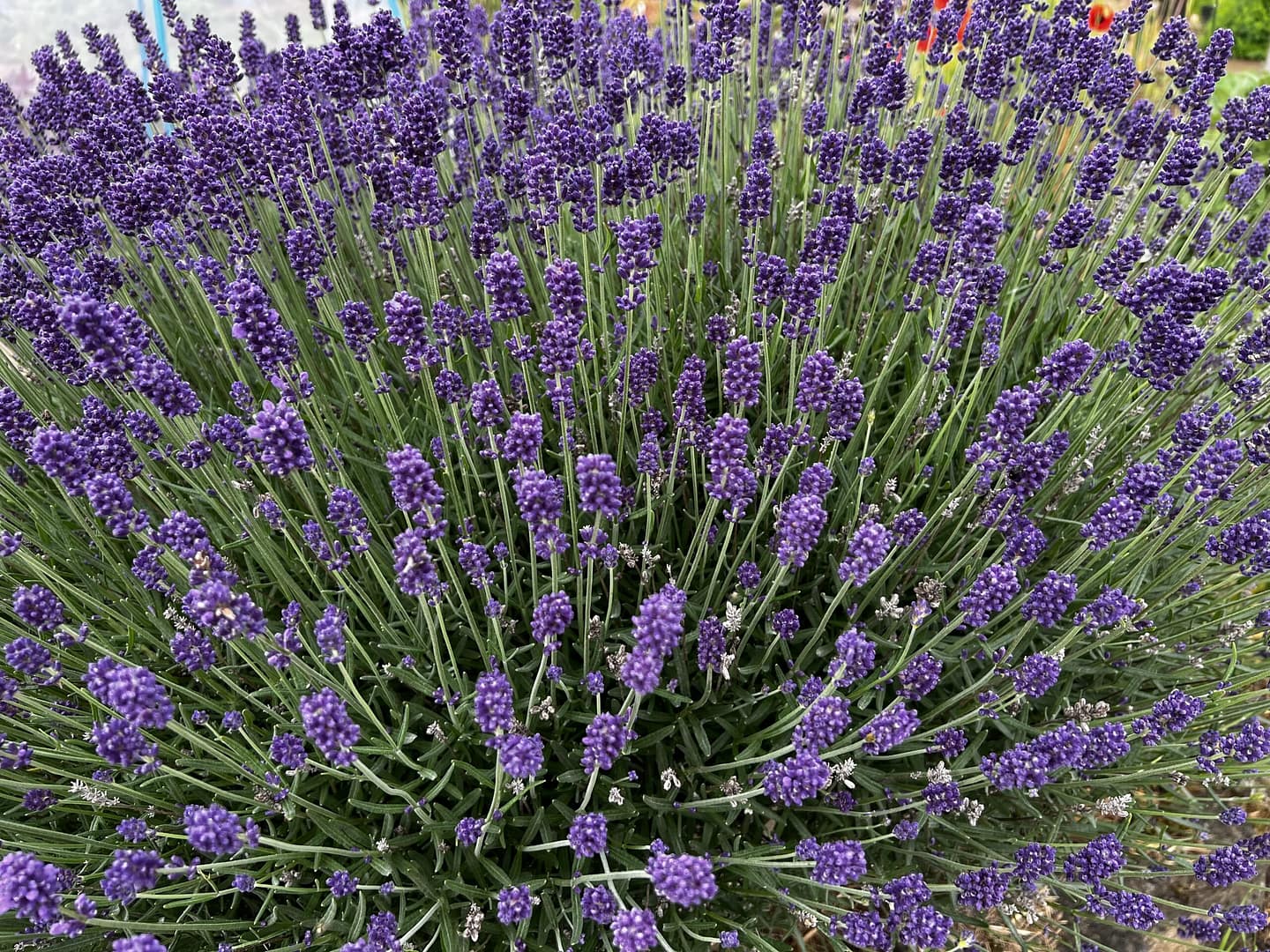 Lavender bush in full flower