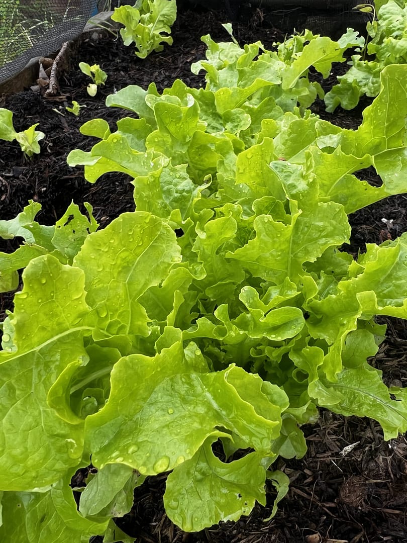 lettuce in a raised bed