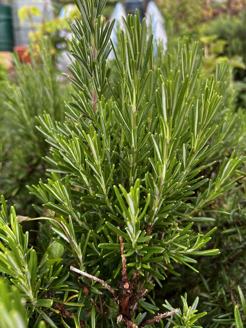Rosemary